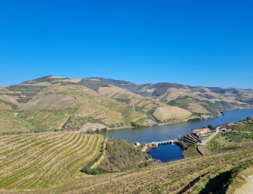 Vale do Douro: berço do tão aclamado vinho do Porto